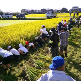 家庭・地域の方に支えられ稲刈りという貴重な体験1017