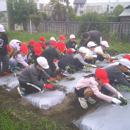 ぐんぐん そだて わたしの野さい　0430