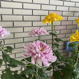 A学級主催美濃菊展が見ごろです