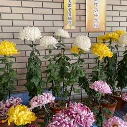 美濃菊の見頃もあとわずか