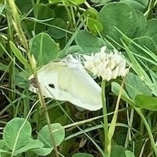 いのちのおはなし