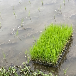 泥だらけの笑顔！みんなで田植え体験をしました！