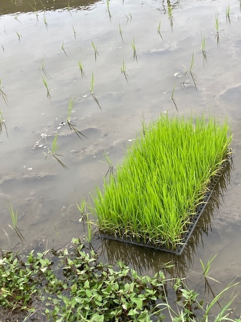 田植え.jpeg