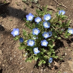 桑原学園でも桜が開花しました