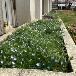 春爛漫