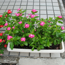 桑原コミセンに花のプランター贈呈