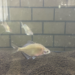 イタセンパラがやってきました