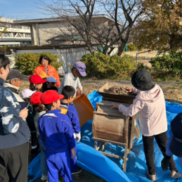 大豆の収穫（３年生）