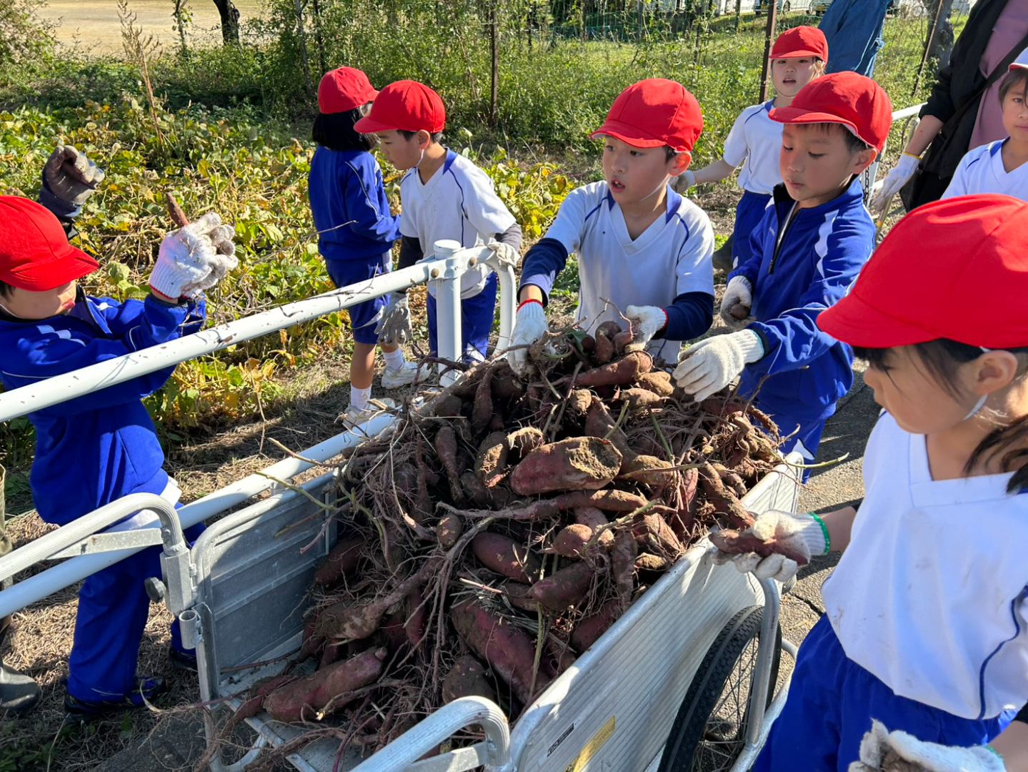 サツマイモ掘り (3).png