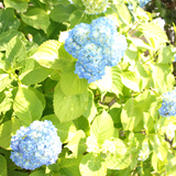 花飾り