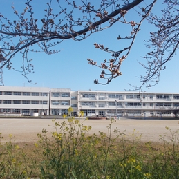 桜が咲きました！
