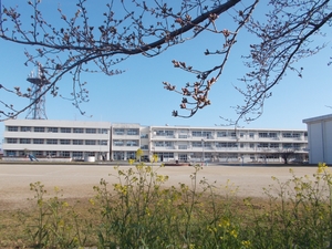 校舎と桜と菜の花.jpg