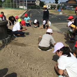 コスモスの種まき
