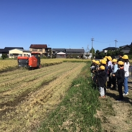 稲刈り見学