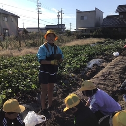 さつまいも掘り体験