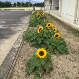 ひまわりが咲きました！