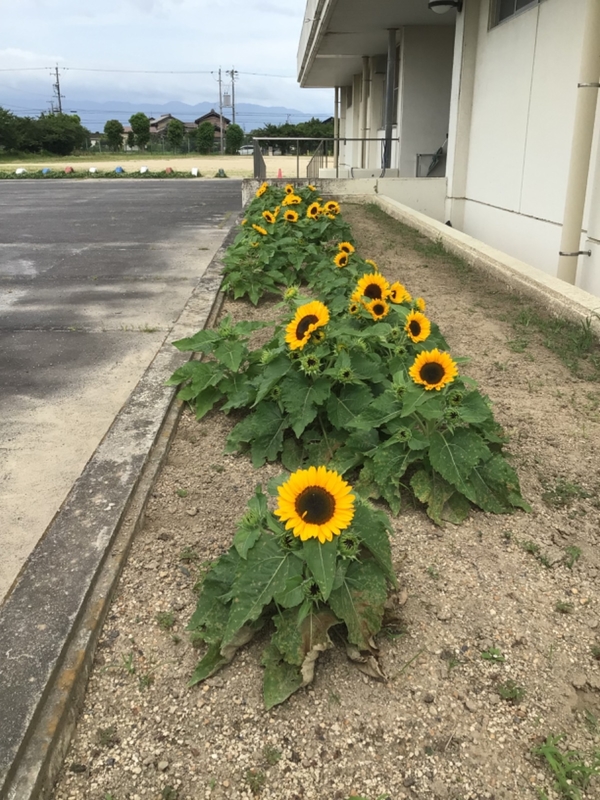 体育館前ヒマワリ0713.jpg