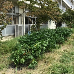 枝豆が大きく育っています