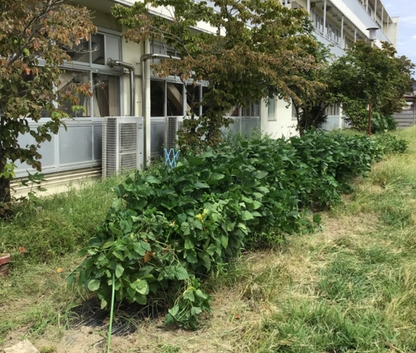 枝豆0902.jpg