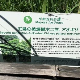 被爆アオギリ二世