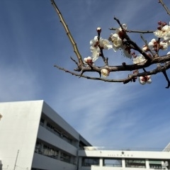 春を告げる梅の花