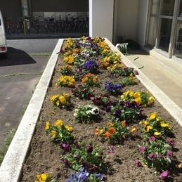 中庭花壇にきれいな花が咲いています