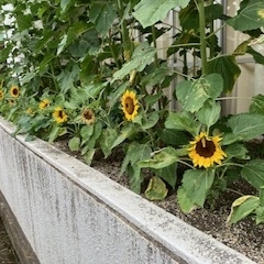 前期後半のスタートを彩る花壇の花々　花壇で見つけた小さな発見も・・・