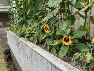 IMG_9734.jpeg