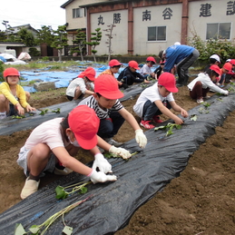 １，２年生　さつまいもの苗を植えたよ