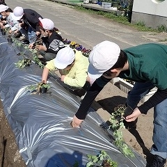 豆の苗植えをしました