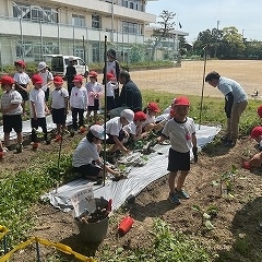 夏野菜を植えました