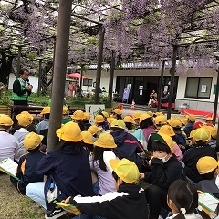 竹鼻別院の藤を見に行きました